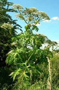 Return of the giant hogweed -"Botanical creature stirs seeking revenge..."