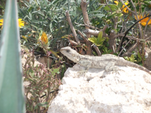 Starred agama (Stellagama stellio), the largest lizard on Cyprus